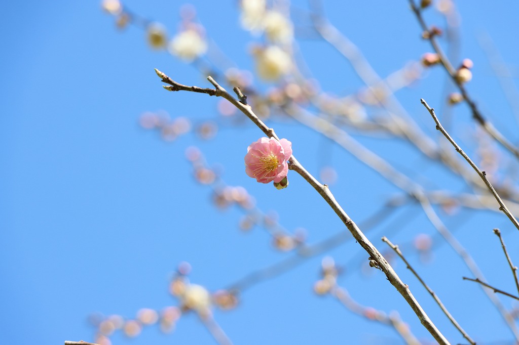 梅林の開花状況(2026年5月1日) (思いのまま) (1)