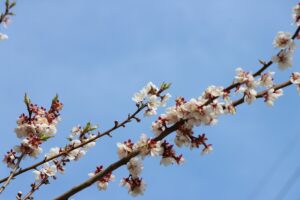 白梅基準木(2026年5月6日)