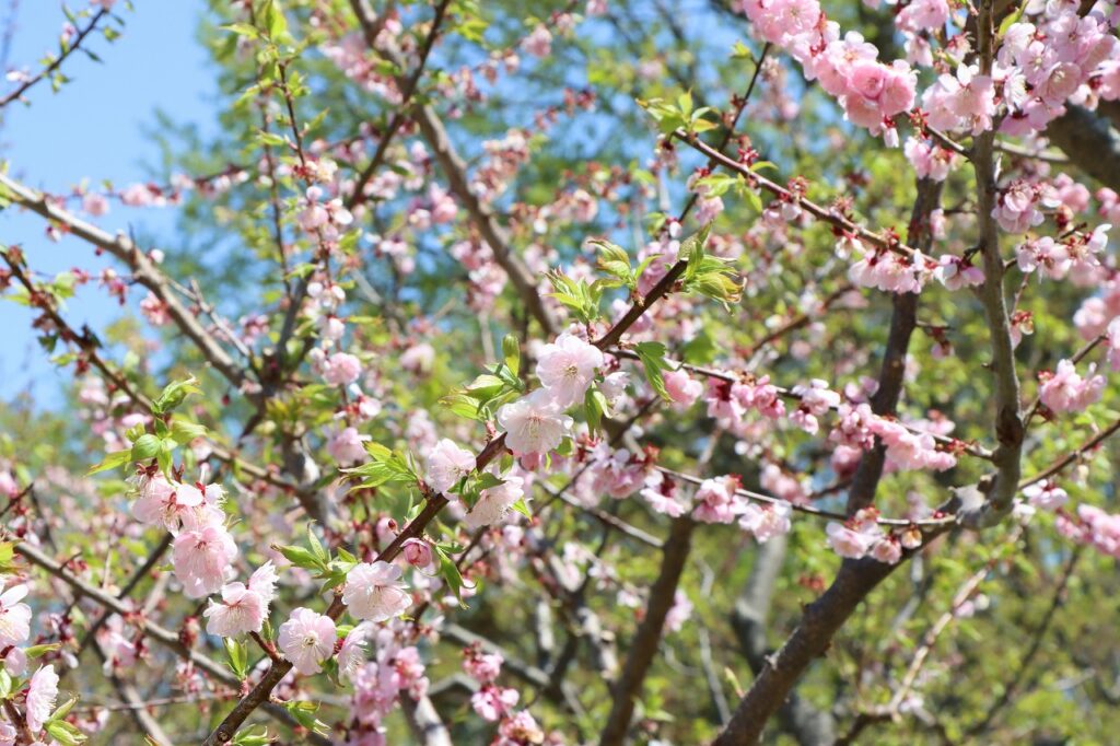 梅林の開花状況(2026年5月12日)