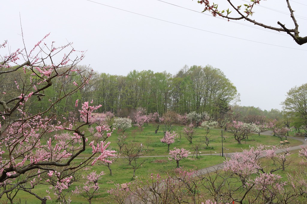 梅林の開花状況(2026年5月8日)