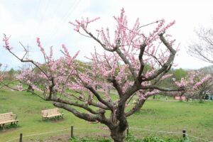 紅梅基準木(2026年5月9日)