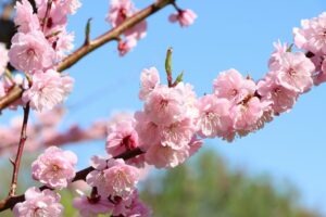 紅梅基準木(2026年5月10日) (2)