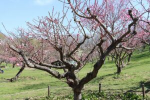紅梅基準木(2026年5月1日) (1)
