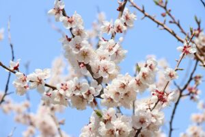白梅基準木(2026年5月3日) (1)