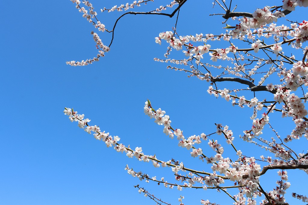 梅林の開花状況(2026年5月5日) (5)