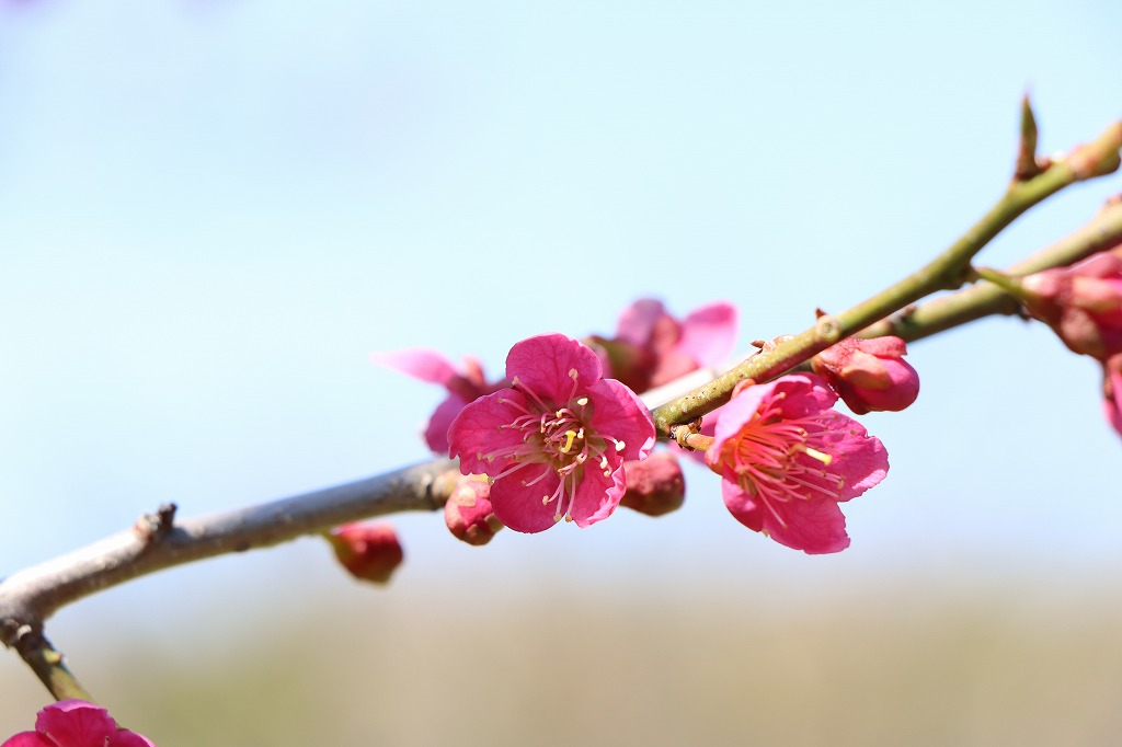 紅千鳥(2026年5月5日)