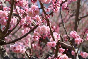 紅梅基準木(2026年5月5日) (2)