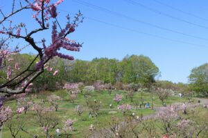 梅林の開花状況(2026年5月10日) (6)