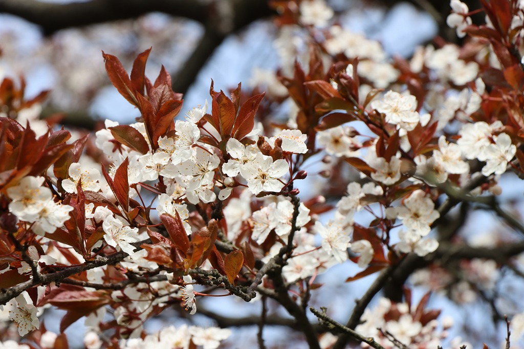 紅スモモ(2026年5月6日)