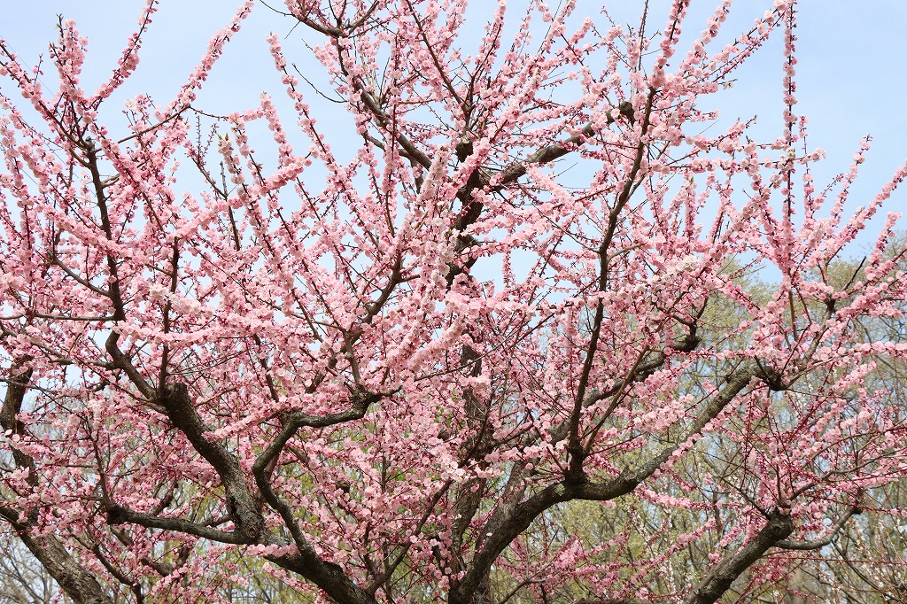 梅林の開花状況(2026年5月6日) (5)
