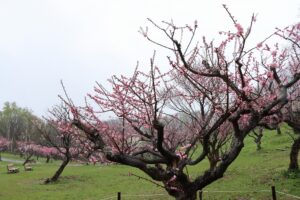 紅梅基準木(2026年5月4日)