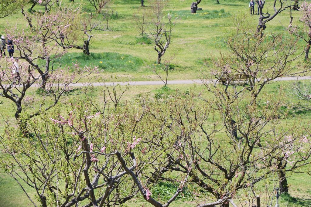 梅林の開花状況(2026年5月12日)