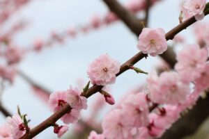 紅梅基準木(2026年5月9日) (2)