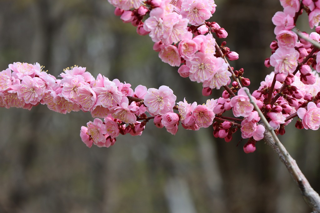 梅林の開花状況(2026年5月3日) (12)