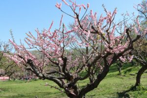 紅梅基準木(2026年5月10日)