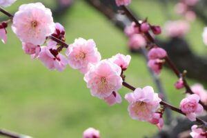 紅梅基準木(2026年5月3日) (2)