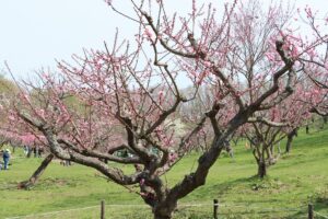 紅梅基準木(2026年5月3日) (1)