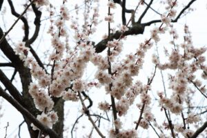白梅基準木(2026年5月2日) (1)