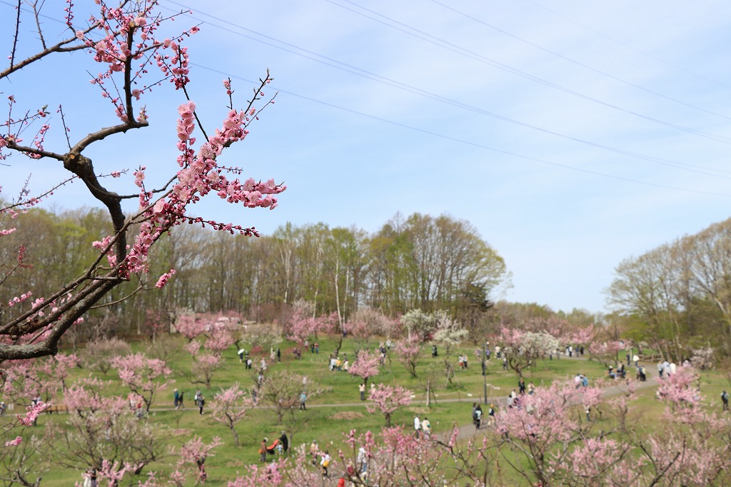梅林の開花状況(2026年5月6日) (6)