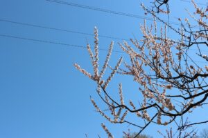 白梅基準木(2026年5月5日) (2)