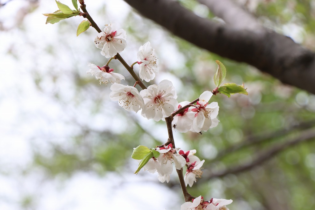 梅林の開花状況(2026年5月9日)