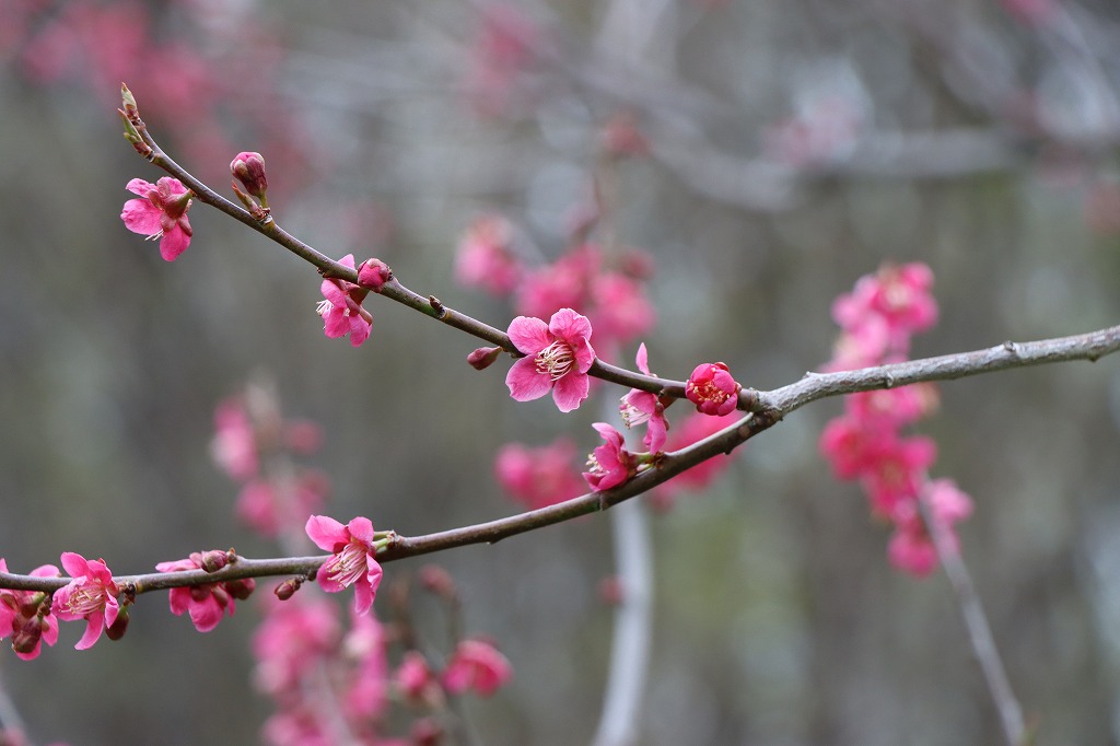 紅千鳥(2026年5月2日) (2)