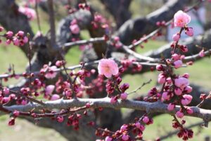 紅梅基準木(2026年5月1日) (2)