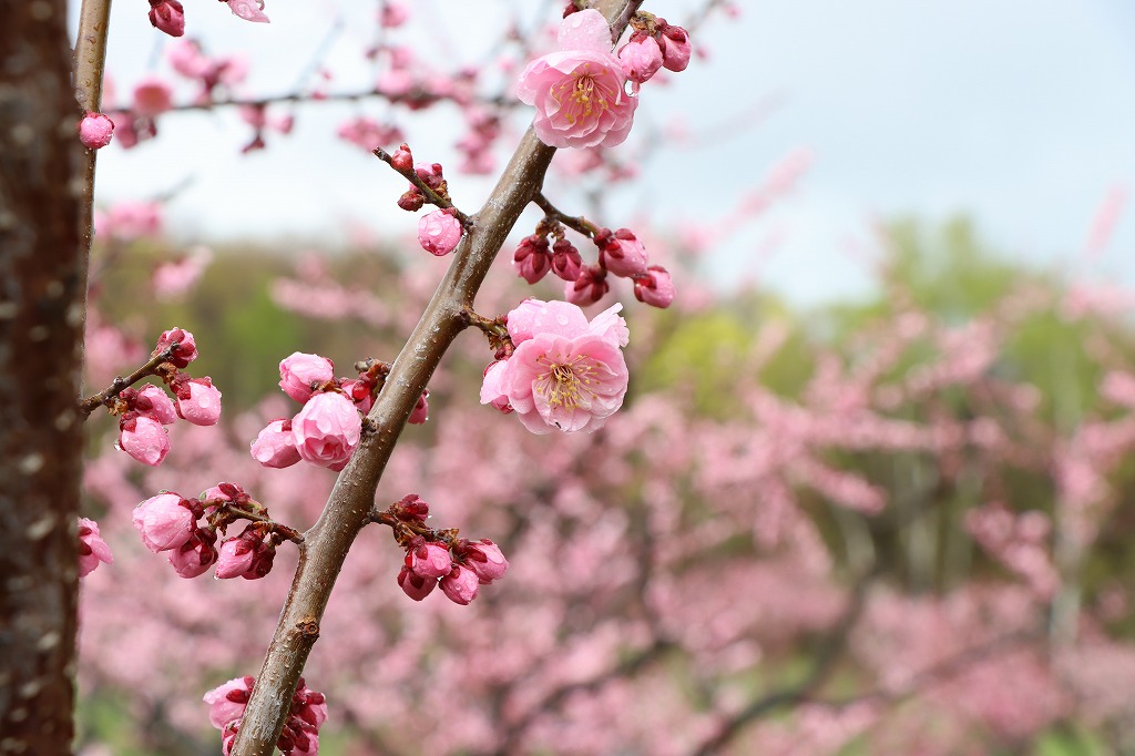 梅林の開花状況(2026年5月4日) (7)