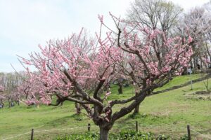 紅梅基準木(2026年5月6日)