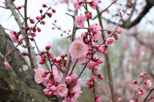 梅林の開花状況(2026年5月2日)
