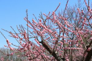 紅梅基準木(2026年5月5日) (1)