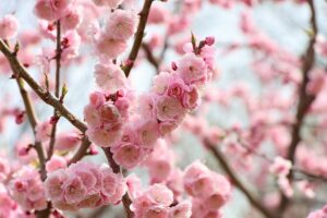 紅梅基準木(2026年5月6日) (2)