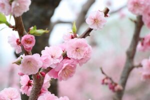 紅梅基準木(2026年5月8日) (1)