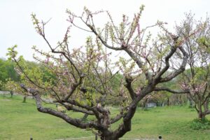 紅梅基準木(2026年5月13日) (2)