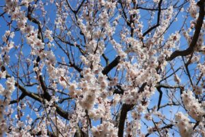 白梅基準木(2026年5月1日) (2)