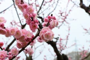 紅梅基準木(2026年5月4日) (2)