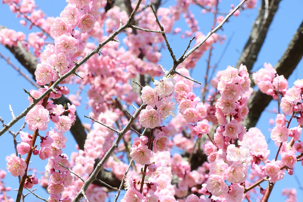 梅林の開花状況(2026年5月5日) (3)