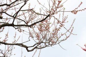 白梅基準木(2026年5月9日) (2)