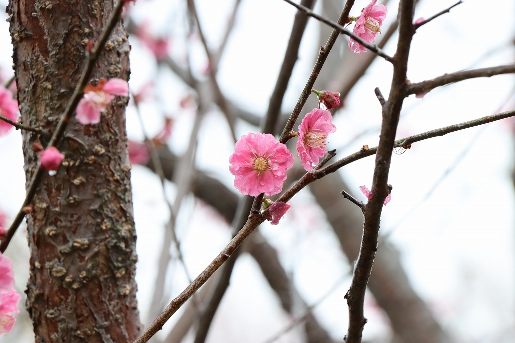 梅林の開花状況(2026年5月4日) (6)
