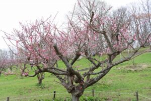 紅梅基準木(2026年5月2日) (1)