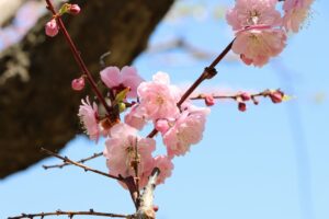 紅梅基準木(2026年5月12日) (2)