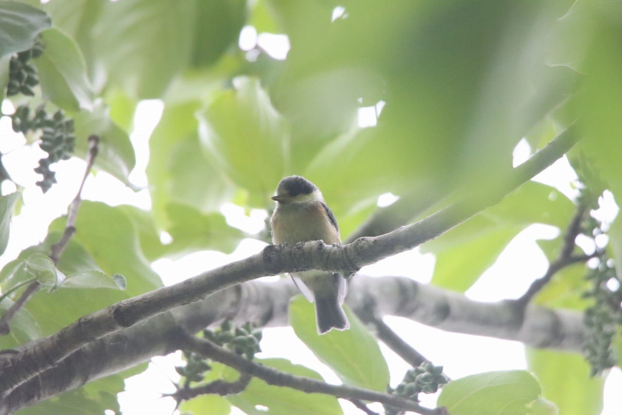 ヤマガラ幼鳥