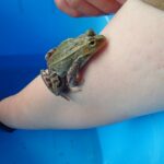 【6月20日開催】ながぐつの土ようびとカエルツアー