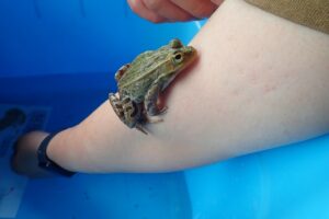 【6月20日開催】ながぐつの土ようびとカエルツアー