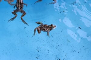 トウキョウダルマガエル