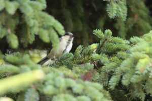 シジュウカラ幼鳥
