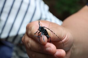 ゴマダラカミキリ