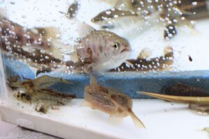 にぎわいフェスタ　川の生き物観察