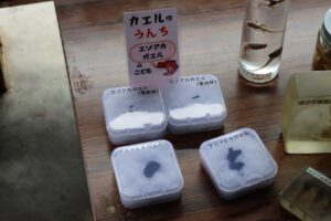 にぎわいフェスタ　カエルコーナー
