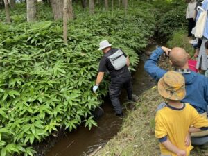 川の生き物観察